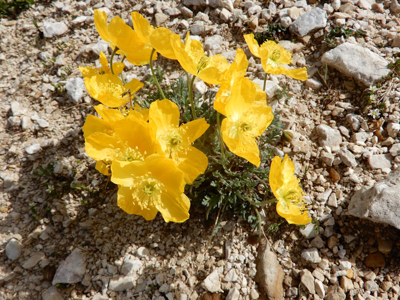 poppies